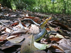 Chironius carinatus