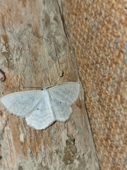 Scopula immutata
