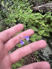 Scutellaria saxatilis
