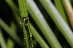 Agriocnemis rubricauda