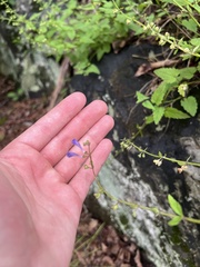 Scutellaria saxatilis