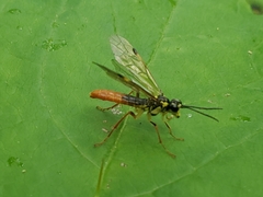 Pachyprotasis