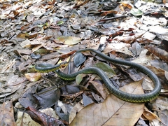 Chironius carinatus