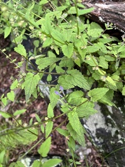 Scutellaria saxatilis