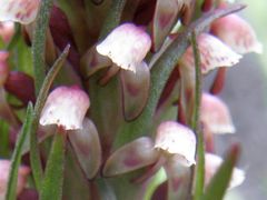 Disa micropetala