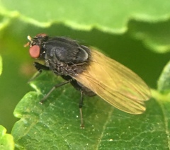 Minettia longipennis