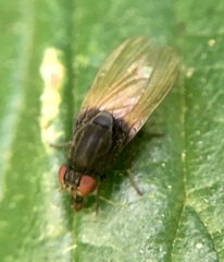 Minettia longipennis