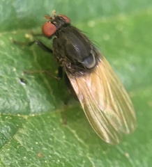 Minettia longipennis