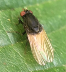 Minettia longipennis