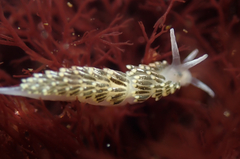 Diaphoreolis viridis