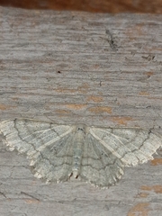 Idaea aversata