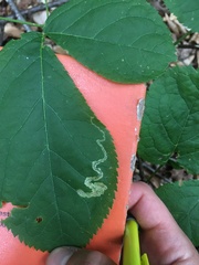 Phytomyza aralivora