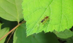 Mesostenus thoracicus