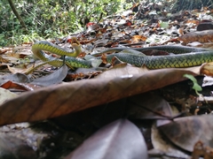 Chironius carinatus