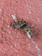 Apis mellifera