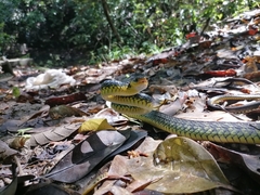 Chironius carinatus
