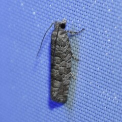 Retinia gemistrigulana