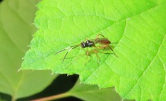 Mesostenus thoracicus