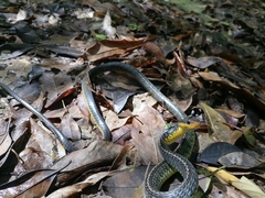 Chironius carinatus