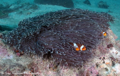 Ocellaris Anemonefish — seen at this dive site