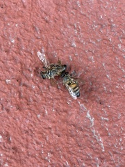 Apis mellifera