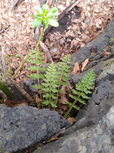 Image of Asplenium praemorsum by (c) Jordi Martínez Martínez, some rights reserved (CC BY)