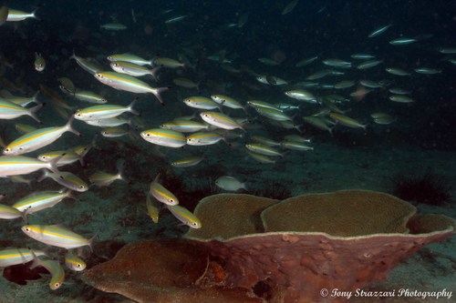 Yellowband Fusilier — seen at this dive site