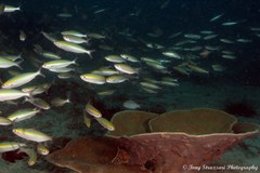 Pterocaesio chrysozona