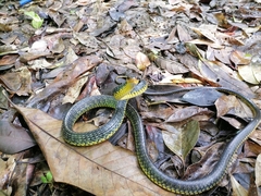 Chironius carinatus
