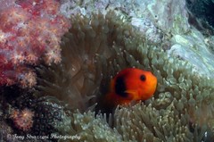 Amphiprion ephippium