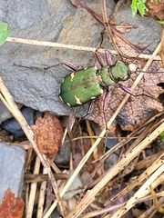 Cicindela desertorum