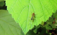 Mesostenus thoracicus