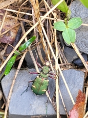Cicindela desertorum