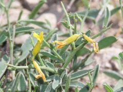 Anthyllis hermanniae ischnusae