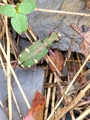 Cicindela desertorum