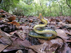 Chironius carinatus