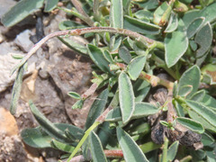 Anthyllis hermanniae ischnusae