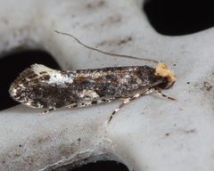 Monopis marginistrigella