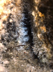 Lophiiformes