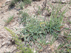 Anthyllis hermanniae ischnusae