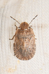 Sciocoris macrocephalus
