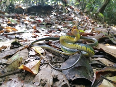Chironius carinatus