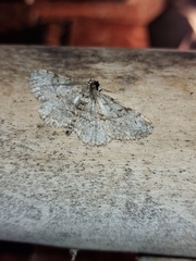 Peribatodes rhomboidaria
