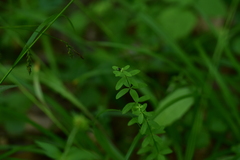 Cruciata glabra