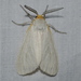 Unexpected Cycnia Moth - Photo (c) Jay Pruett, some rights reserved (CC BY-NC), uploaded by Jay Pruett