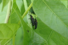 Odontota scapularis