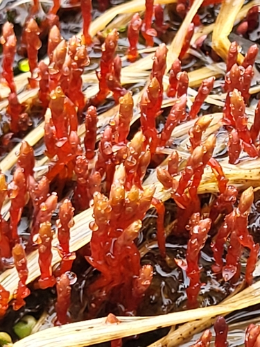 მცენარეები (Plantae)