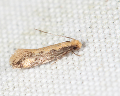 Tinea mandarinella