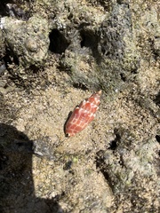 Mitra stictica