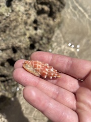 Mitra stictica